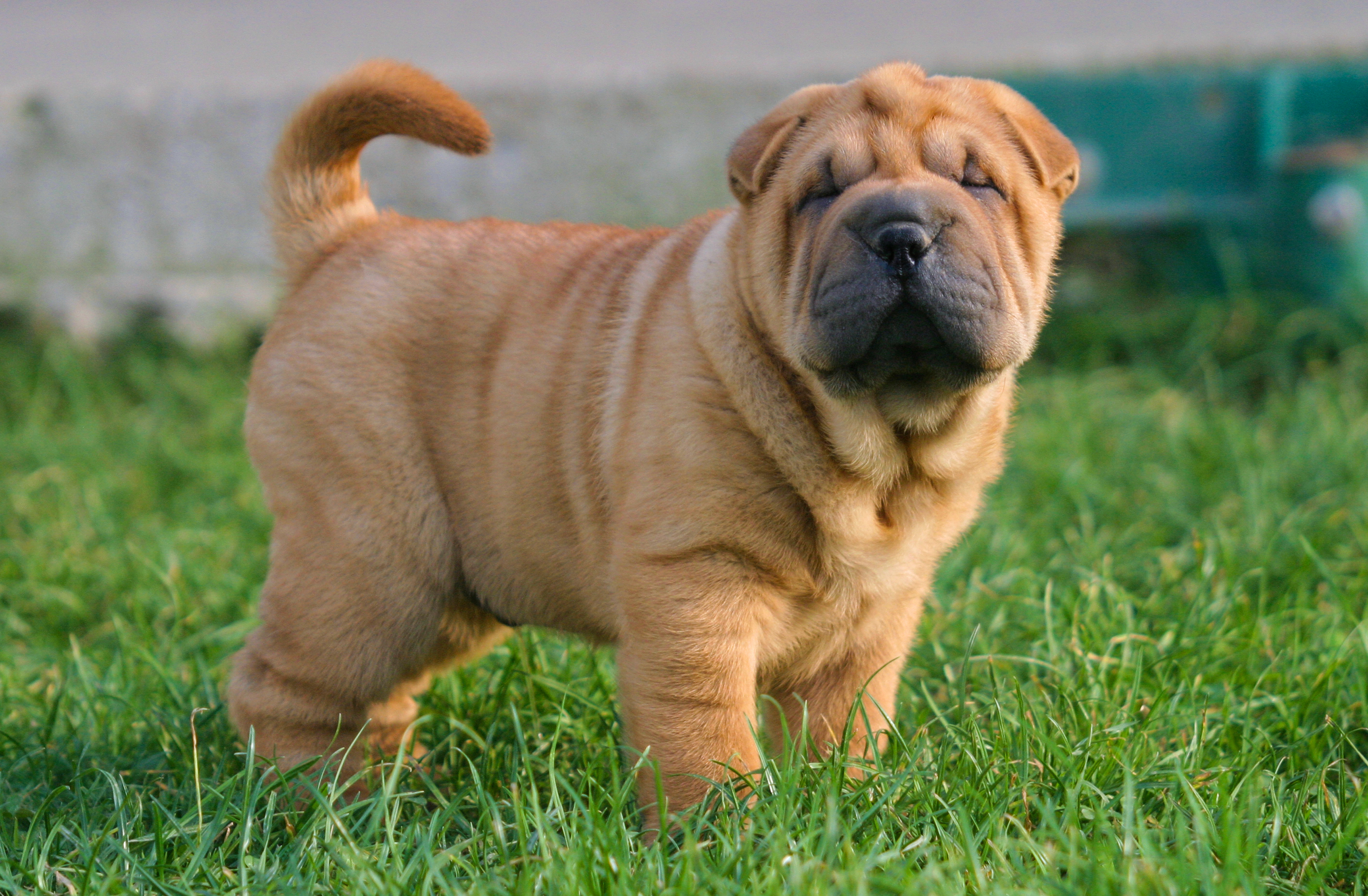 Shar Pei in piedi sull'erba